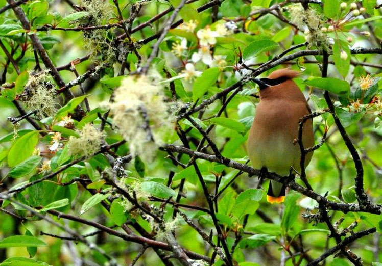 Favorecimiento de la fauna silvestre