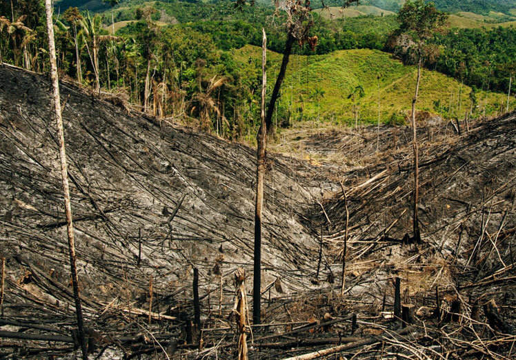 La importancia del desbroce de fincas en la prevención de incendios forestales