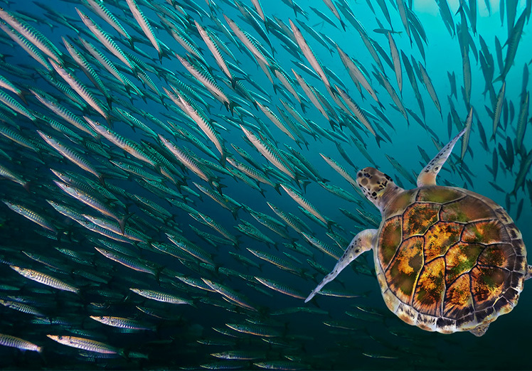Salvando los Océanos: Descubre las estrategias para preservar nuestros mares y su biodiversidad