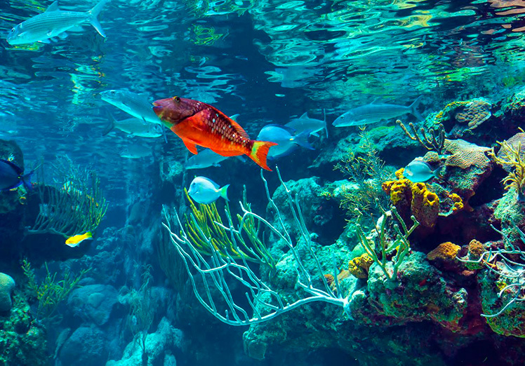 La importancia de los mares y la biodiversidad marina La importancia de los mares y la biodiversidad marina