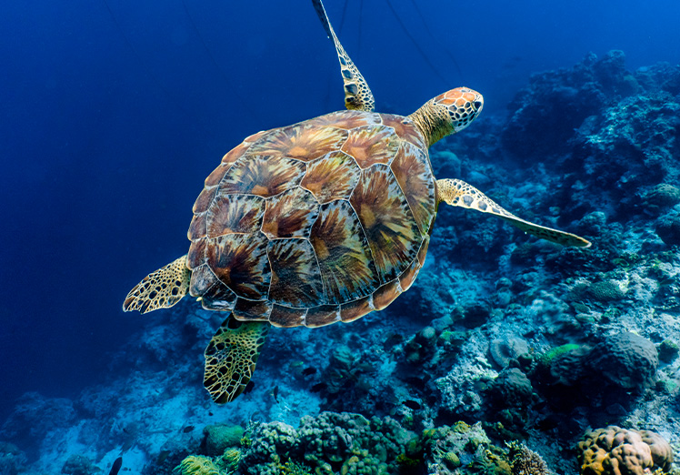 ¿Qué especies están amenazadas y por qué?