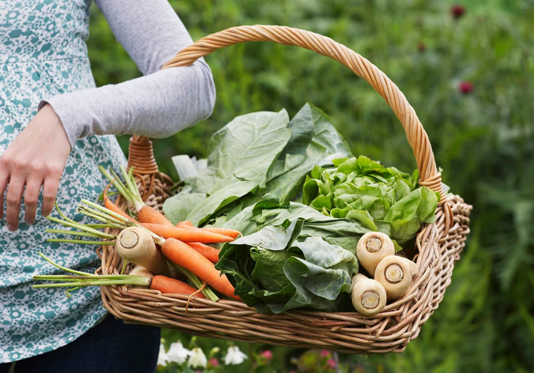 Cultivar tu propio huerto ecológico: un camino hacia la sostenibilidad alimentaria