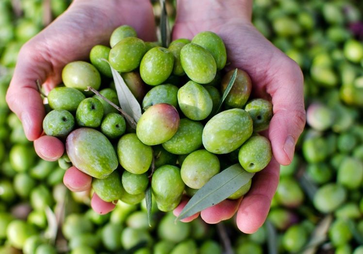 El olivo: un vínculo sostenible entre historia, cultura y sustentabilidad