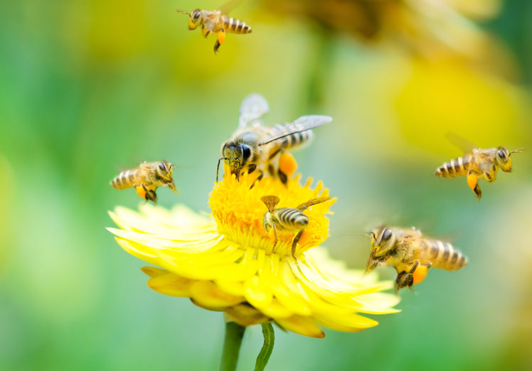 El poder de las abejas polinizadoras