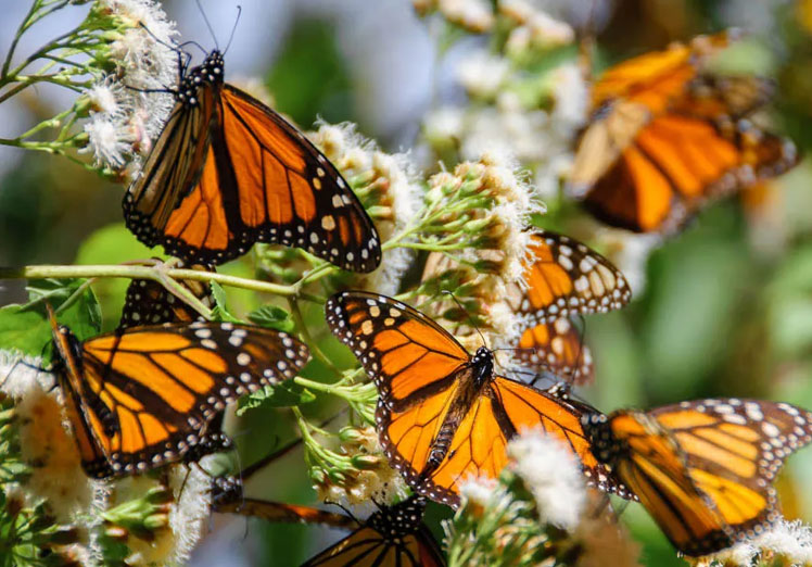La maravillosa odisea de las mariposas monarca