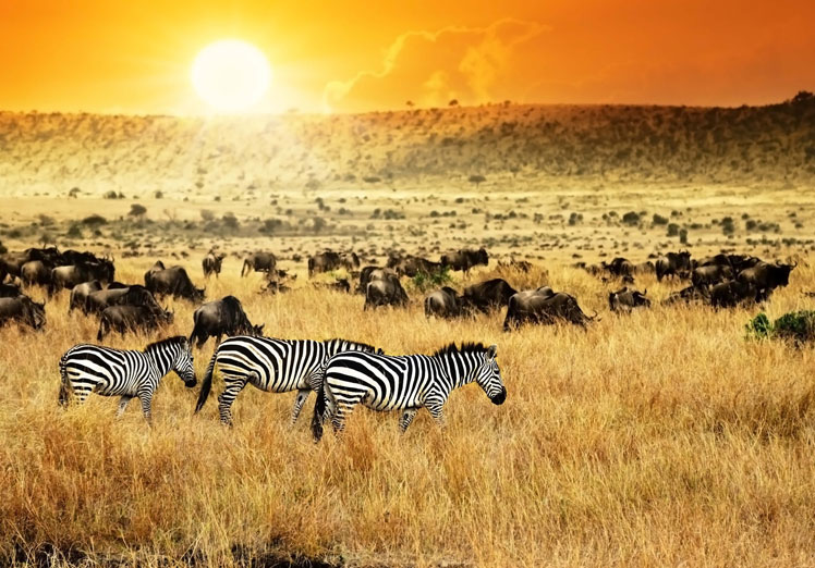 Los viajes de las bestias de la tierra: la gran migración africana