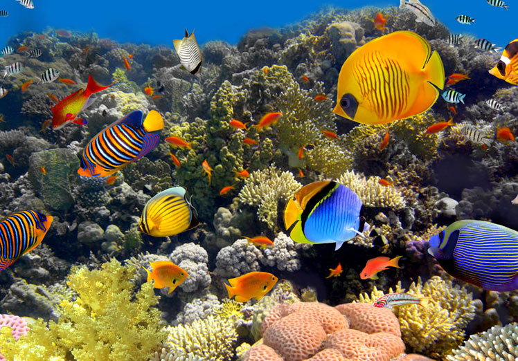 Simbiosis en los arrecifes de coral