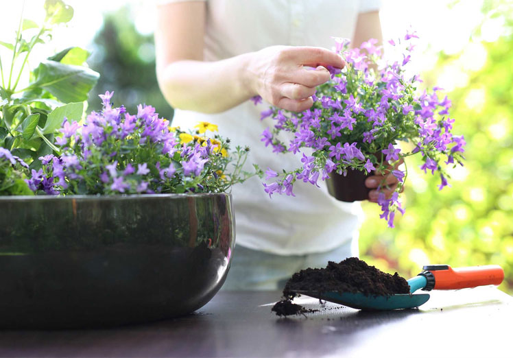 ¿Cuáles son las mejores plantas para poner en tu balcón?