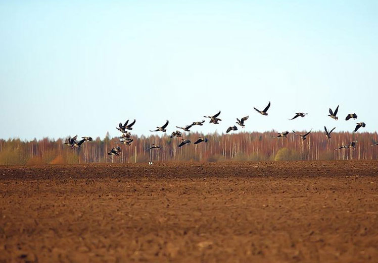 Grandes migraciones del reino animal