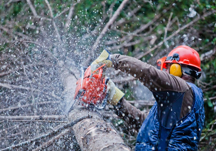 La importancia de la tala controlada de árboles en Toledo por profesionales