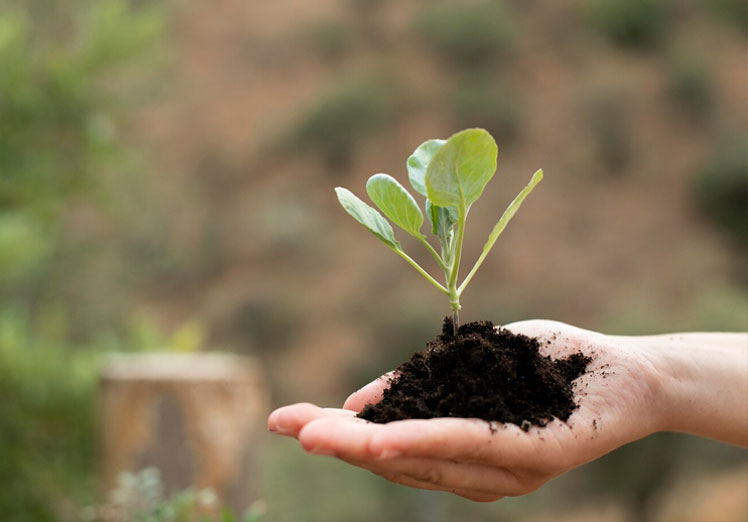 Retos y futuro de los viveros en la reforestación