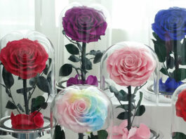 ¿Qué son las rosas preservadas y lo que no sabías?