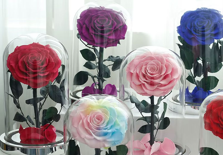 ¿Qué son las rosas preservadas y lo que no sabías?